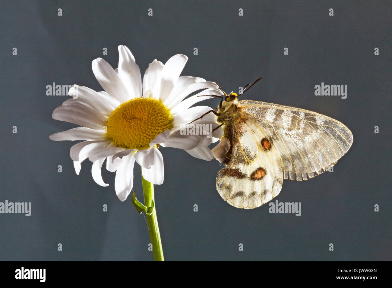 Portrait d'une femme, papillon Parnassius Clodius clodius parnassienne, également connu sous le nom de American Apollo, Apollo, Clodius et avec un sphragis attaché à Banque D'Images