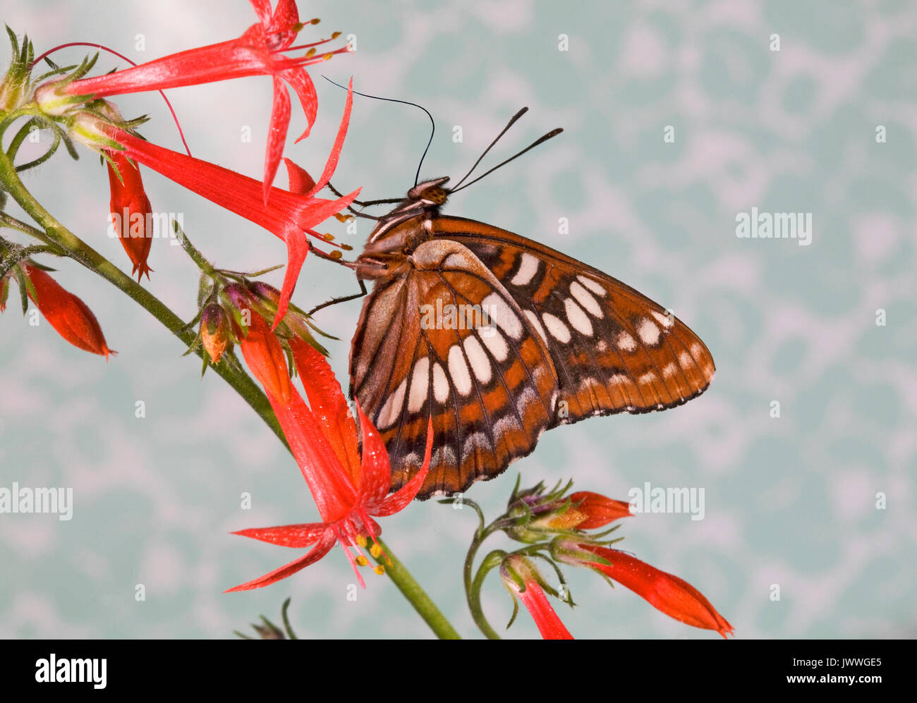 Un amiral de Lorquin, papillon, Limenitis lorquini, posée sur un Columbian lily wildflower. Banque D'Images