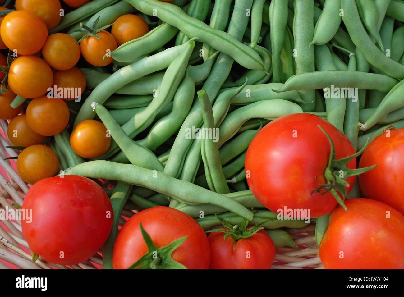 Produits frais bio sungold tomates, tomates, la Early Girl Blue Lake et les haricots, pôle d'un jardin d'accueil dans le centre de l'oregon. Banque D'Images