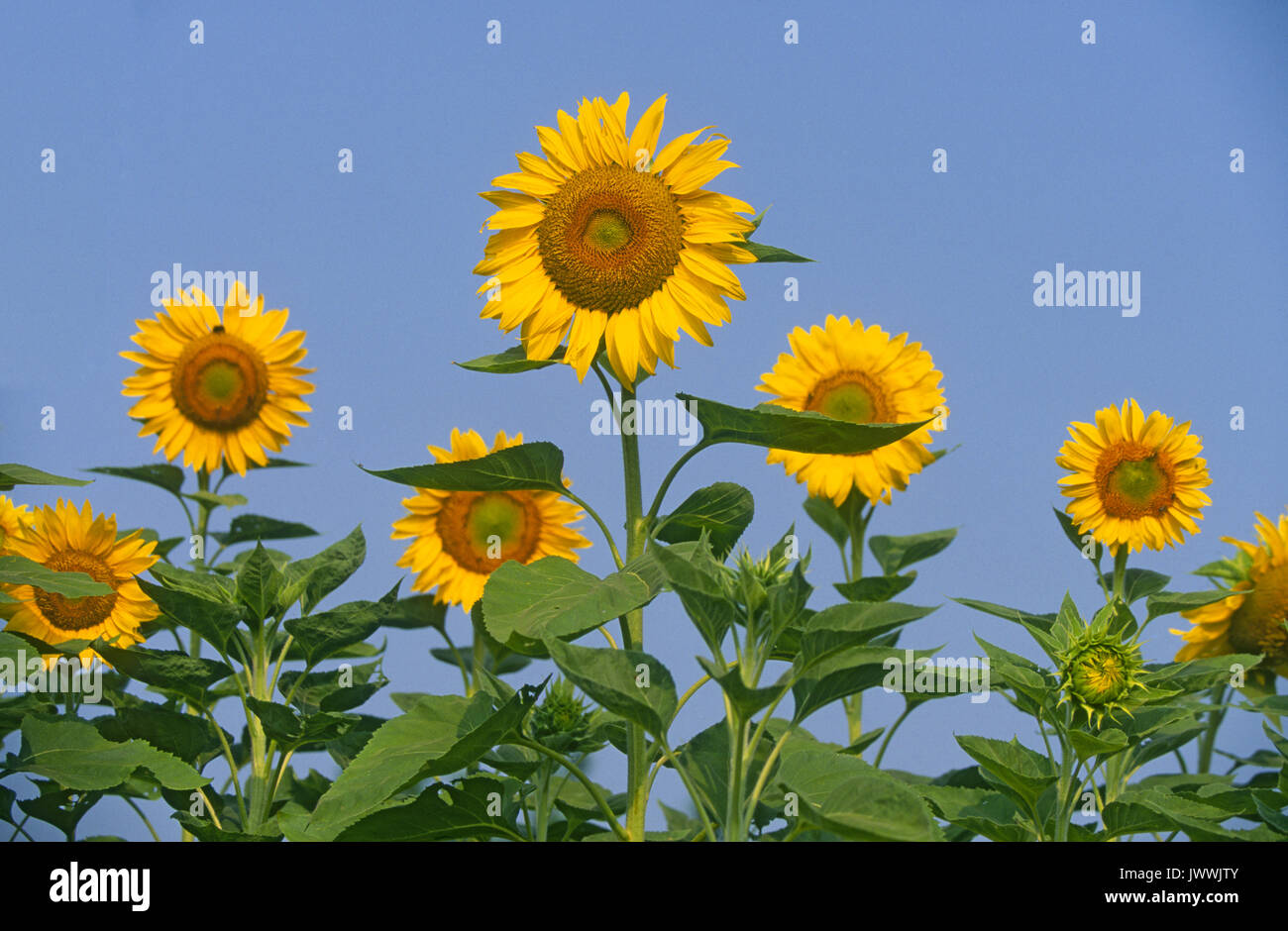 Un champ de tournesols Kansas parfaite, sur une exploitation agricole dans l'ouest du Kansas. Banque D'Images