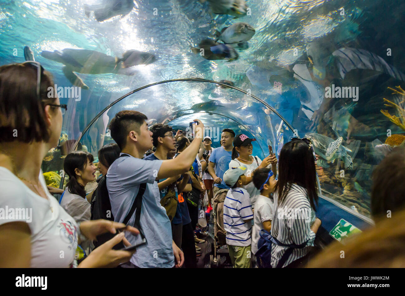 Les touristes passe dans un tunnel de verre en dessous d'une piscine avec nage du poisson tout autour. Banque D'Images