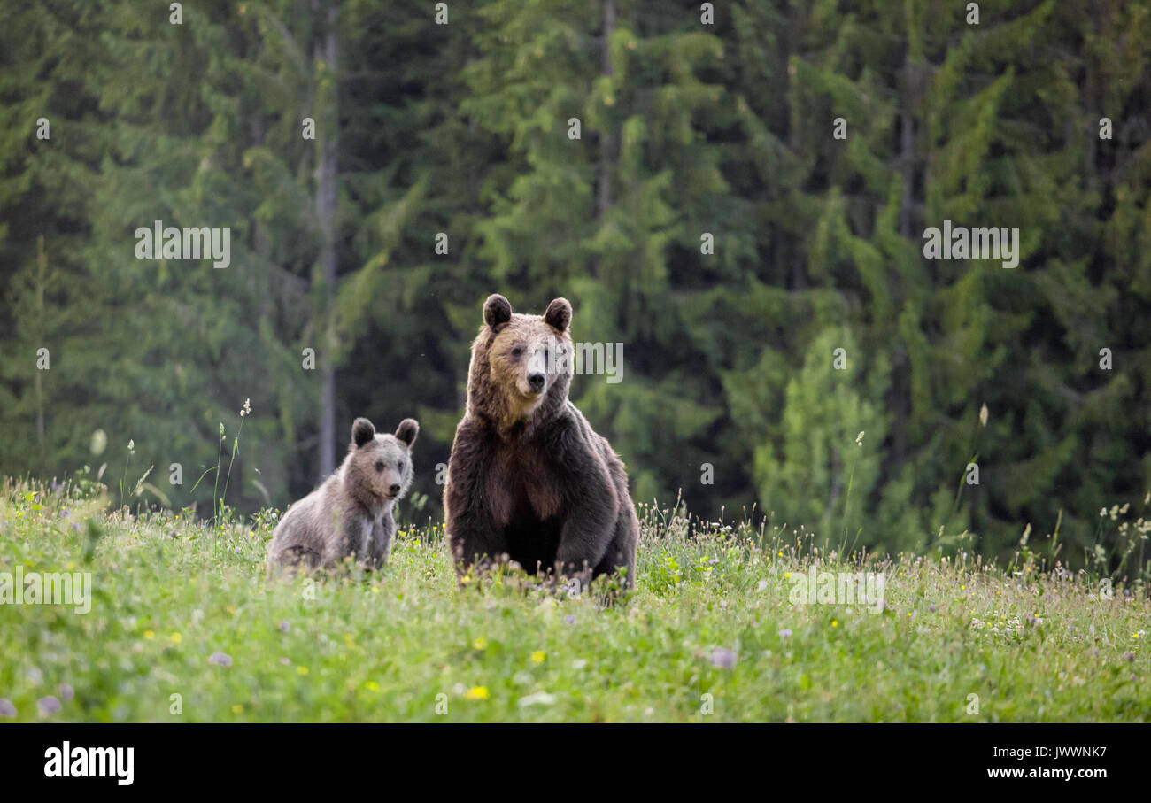 L'ours brun des Carpates dans son habitat sauvage naturel au cours de l'été, l'ours avec cub Banque D'Images
