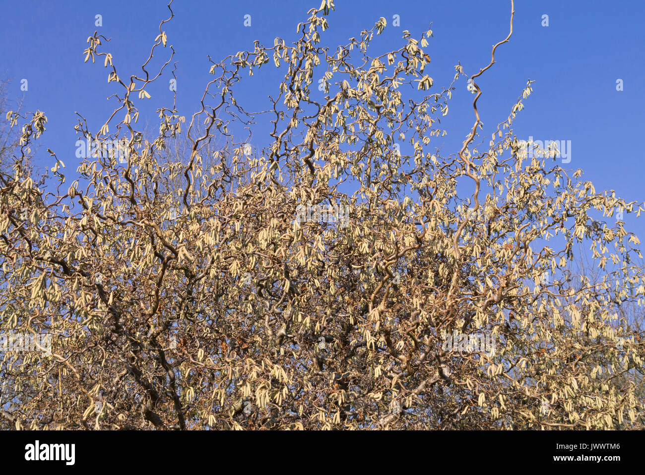 Harry Lauder's walking stick (Corylus avellana 'contorta') Banque D'Images