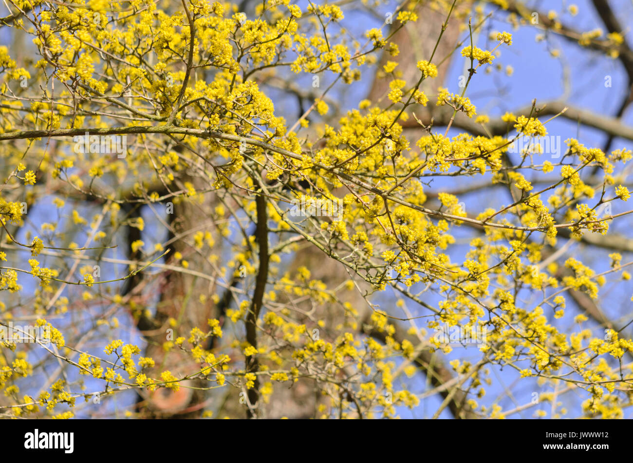 Cherry en cornaline (cornus mas) Banque D'Images