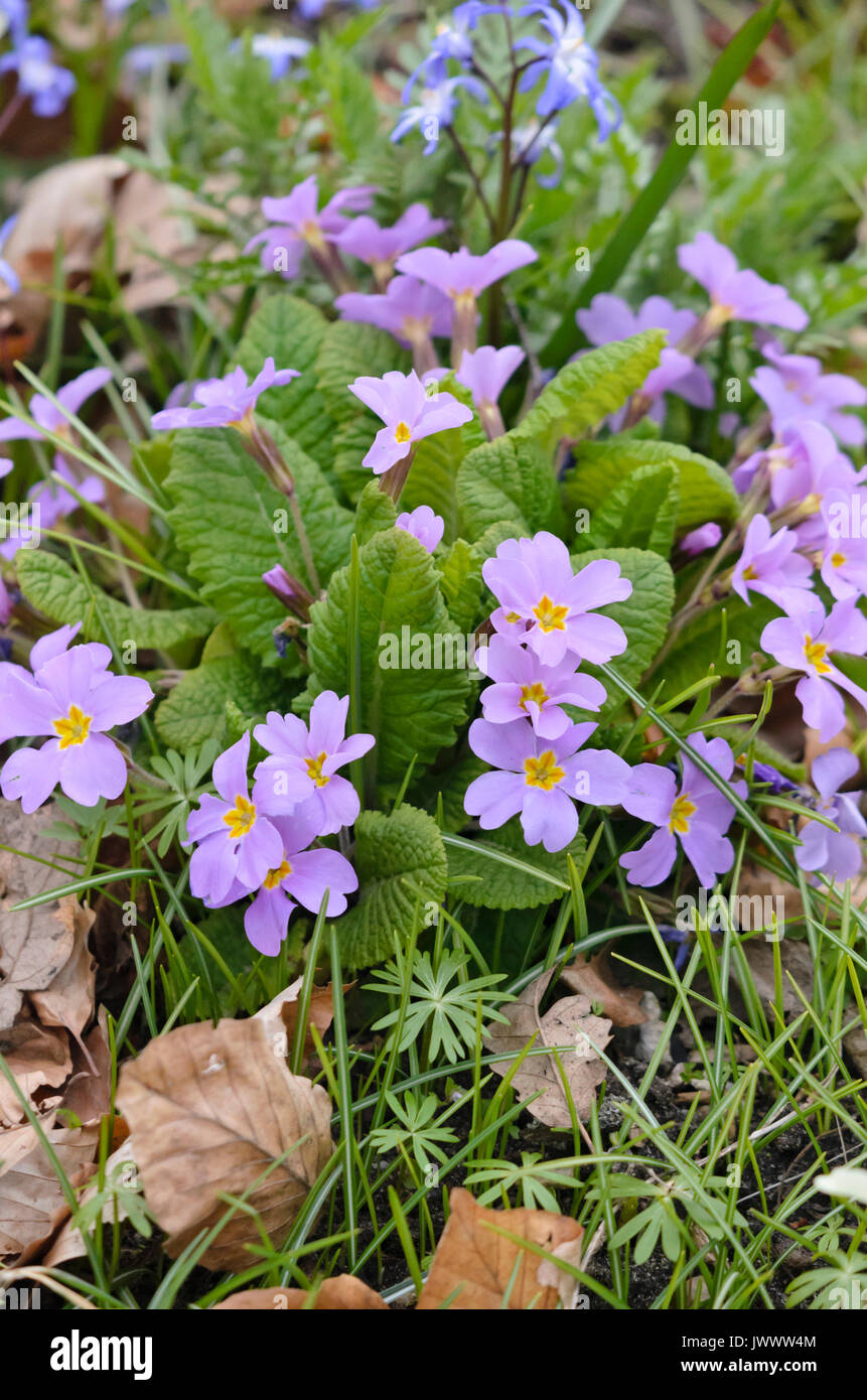 Primula vulgaris (primevère Comon subsp. sibthorpii) Banque D'Images