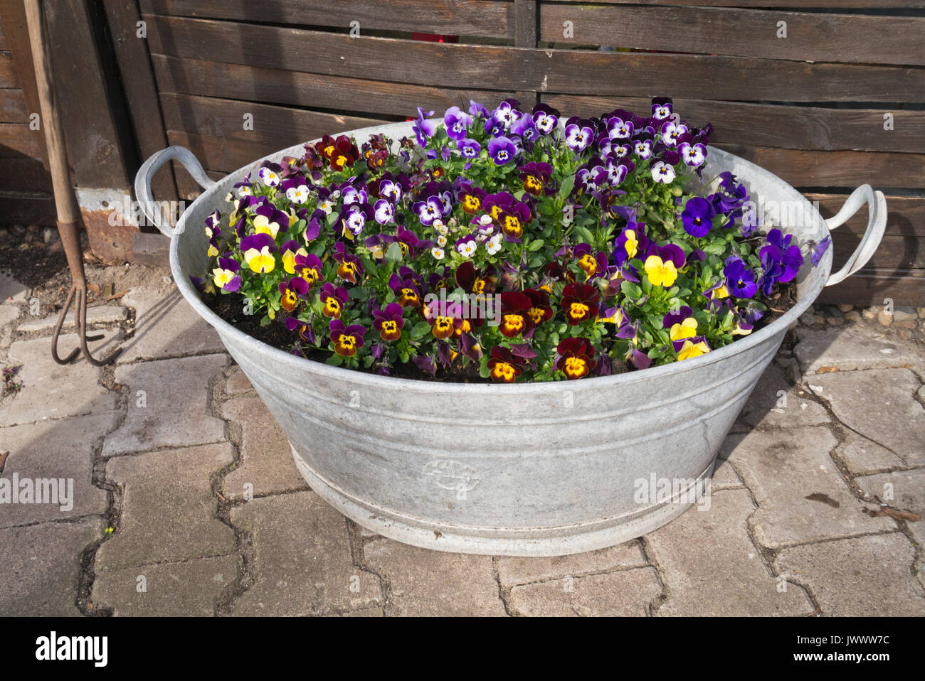 Pansy cornu (viola cornuta) dans une cuvette d'étain Banque D'Images