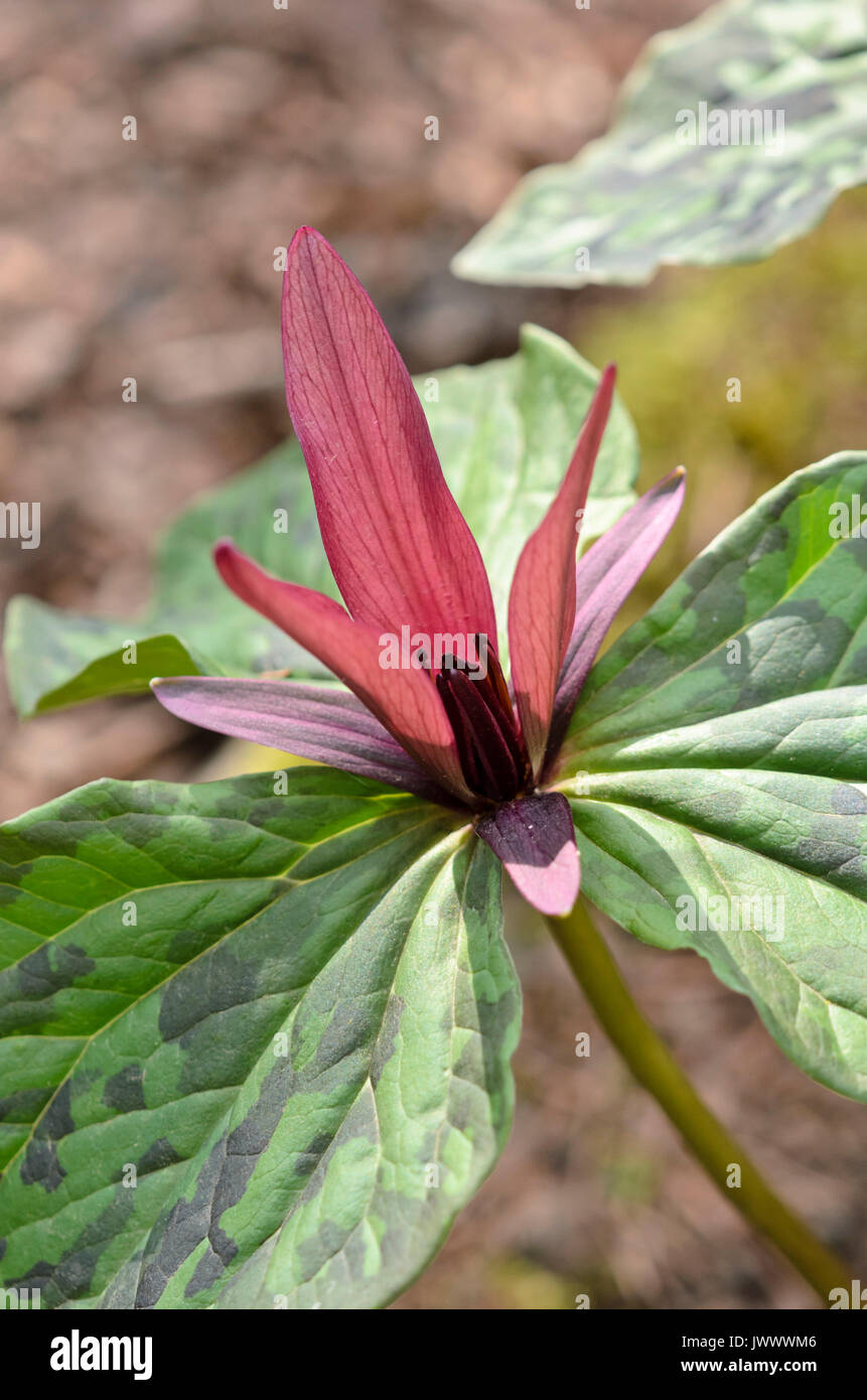Trillium kurabayashii (Trillium) Banque D'Images