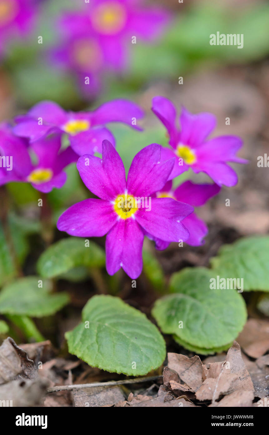 Primrose primula juliae violet ('ostergruss') Banque D'Images