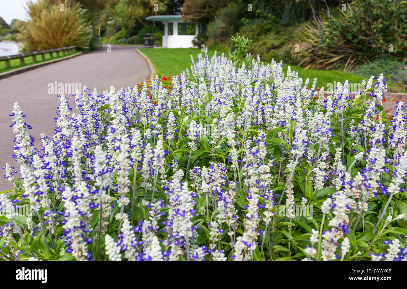 Salvia farinacea 'Strata', AKA similaire à de la sauge et Mealycup Sage, une literie d'été plante vivace, dans un lit de fleur en été, dans le West Sussex, England, UK Banque D'Images