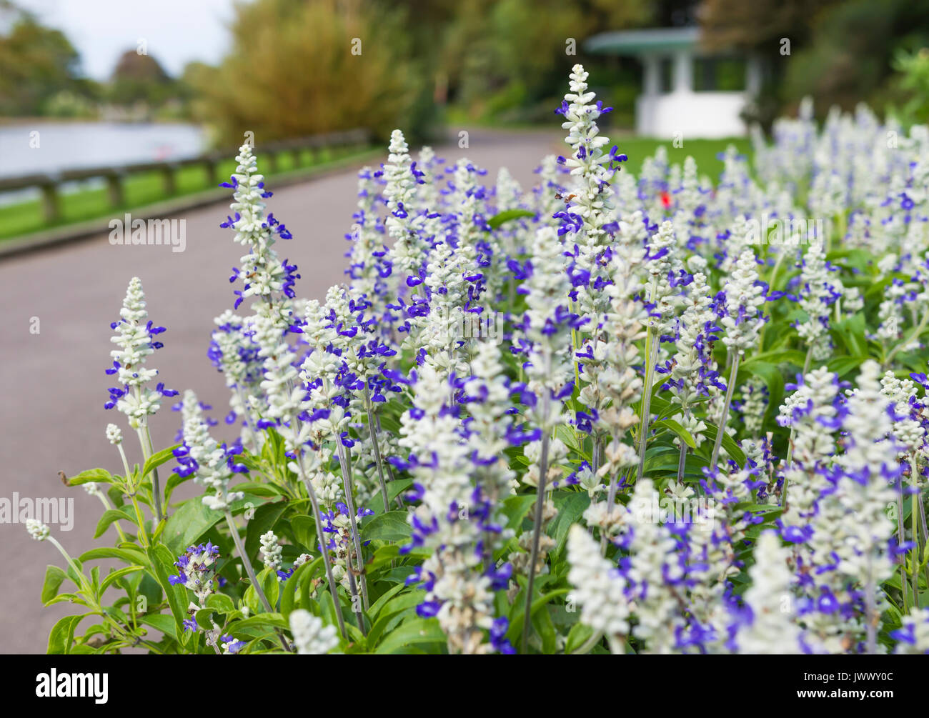 Mealycup Sage, AKA similaire à de la sauge (Salvia farinacea 'Strata'), une literie d'été plante vivace, dans un lit de fleur en été, dans le West Sussex, Angleterre, Royaume-Uni. Banque D'Images