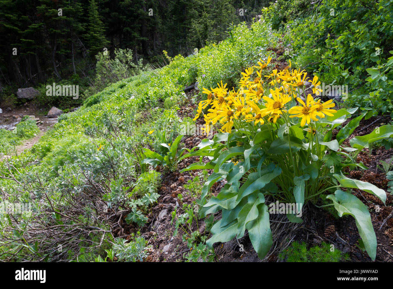 Balsamorhize Arrowhead wildflowers tout seul dans un pré vert luxuriant le long de la Teton Teton Crest Trail Dans la montagne. D'AVANCEMENT National Bridger-Teton Banque D'Images