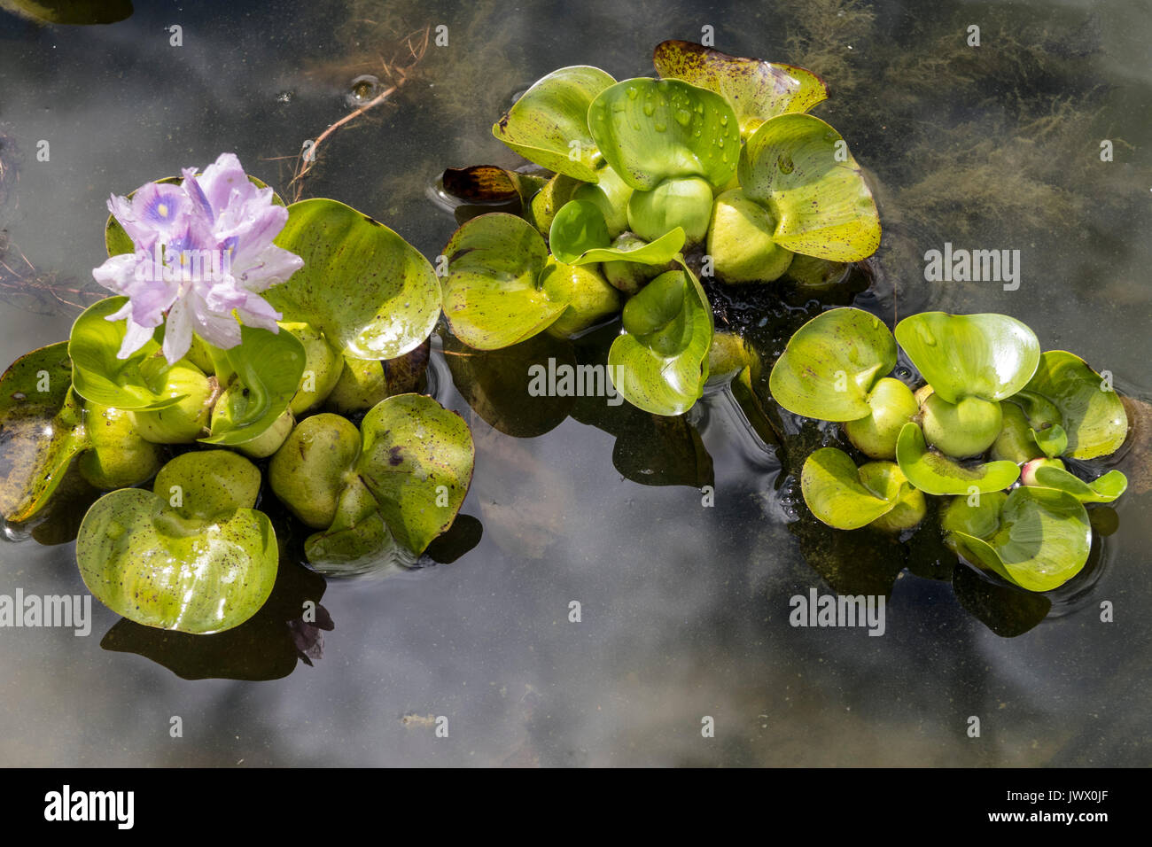 La jacinthe d'eau commun floraison dans un étang de jardin dans le Devon. Eichhornia crassipes Banque D'Images