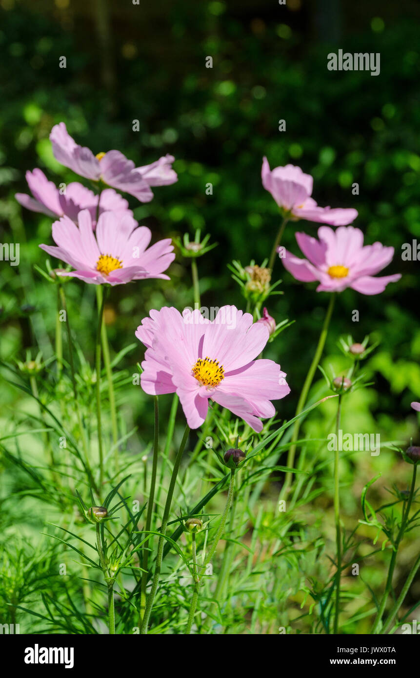 Cosmos flowers in garden Banque D'Images