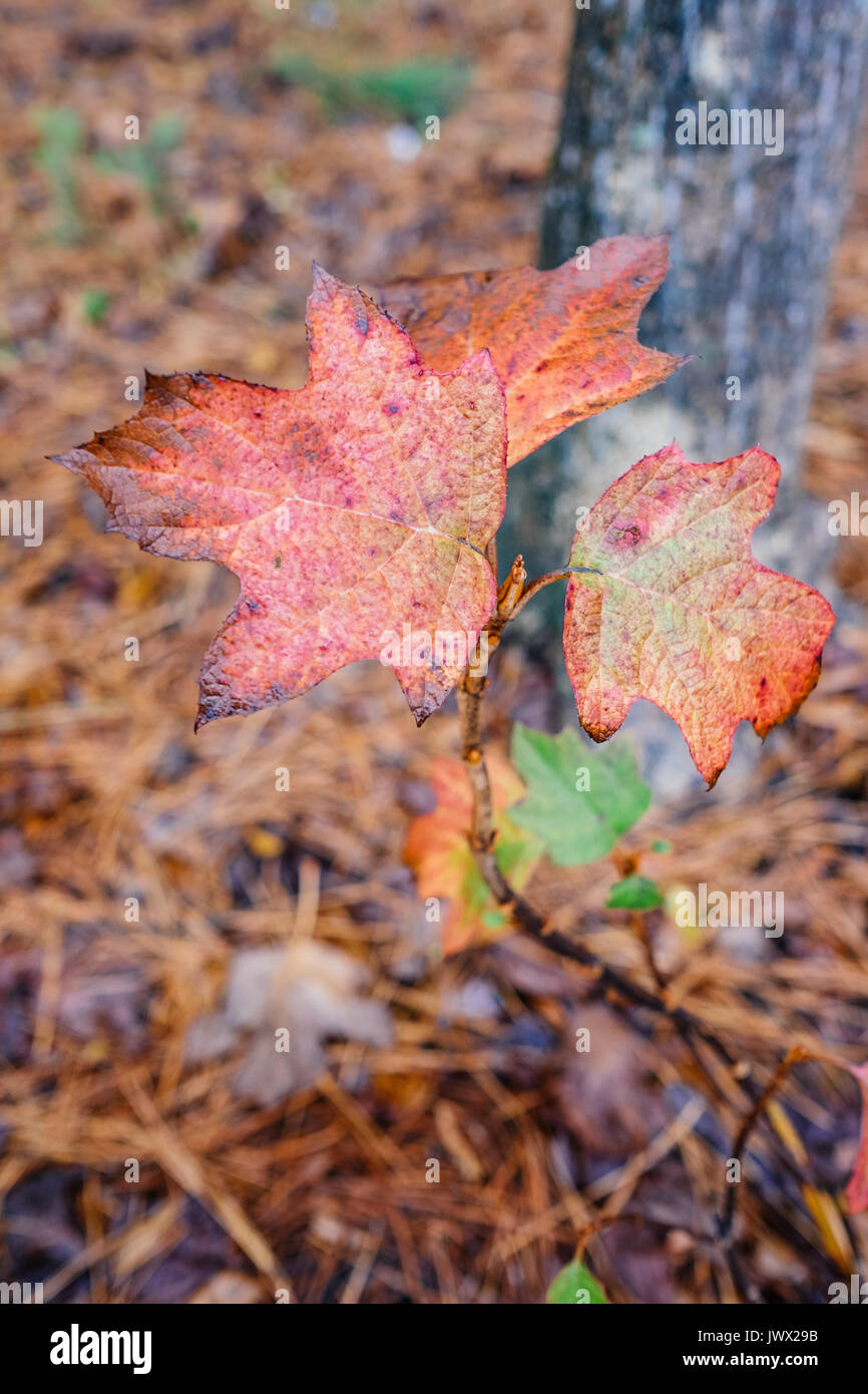 Feuilles de chêne, le changement de couleur au cours de la saison d'automne dans le centre de l'Alabama avec un fond d'aiguilles de pin sur le sol forestier. Banque D'Images