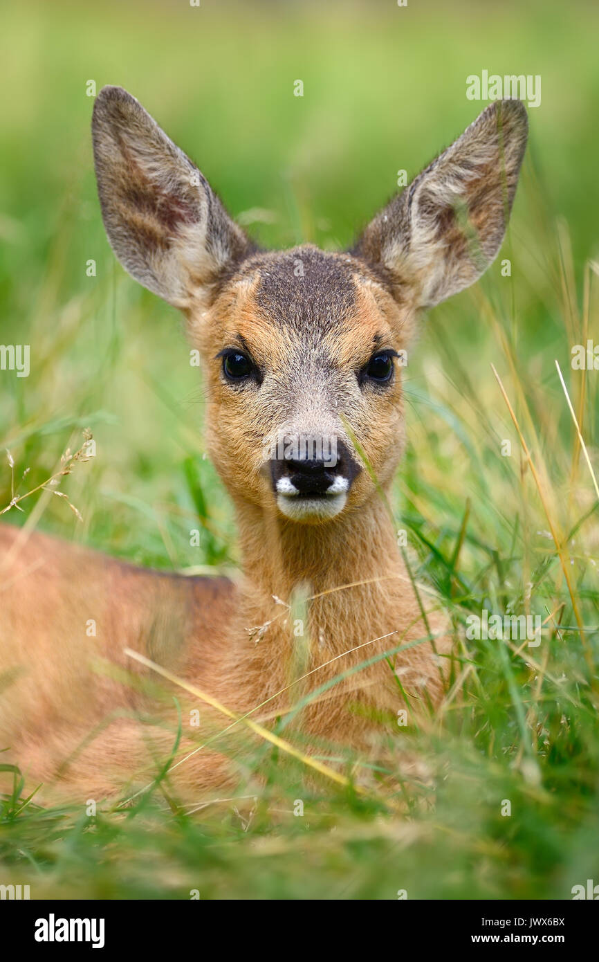 Biche Chevreuil Femelle Banque D Image Et Photos Alamy Biche Chevreuil Femelle Banque D Image Et Photos Alamy