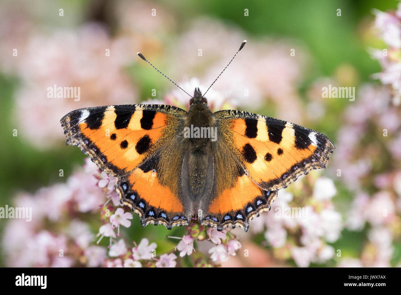 Kleiner Fuchs, Aglais urticae, Nymphalis urticae, petite écaille, La Petite Tortue, vanesse de l'ortie Banque D'Images