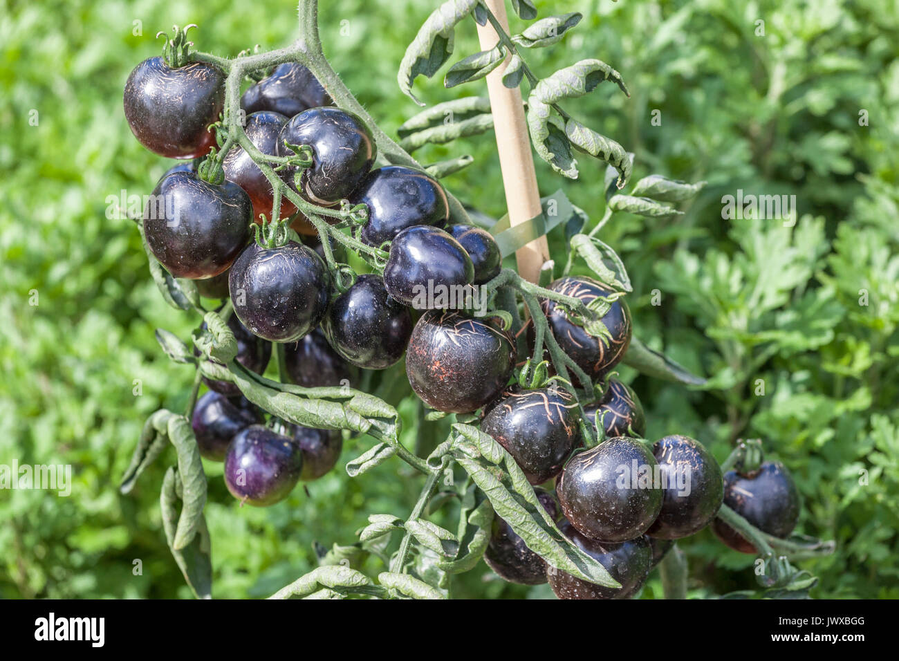 Lycopersicon esculentum Tomate noire. De plus en plus Rose Indigo sur la vigne Banque D'Images