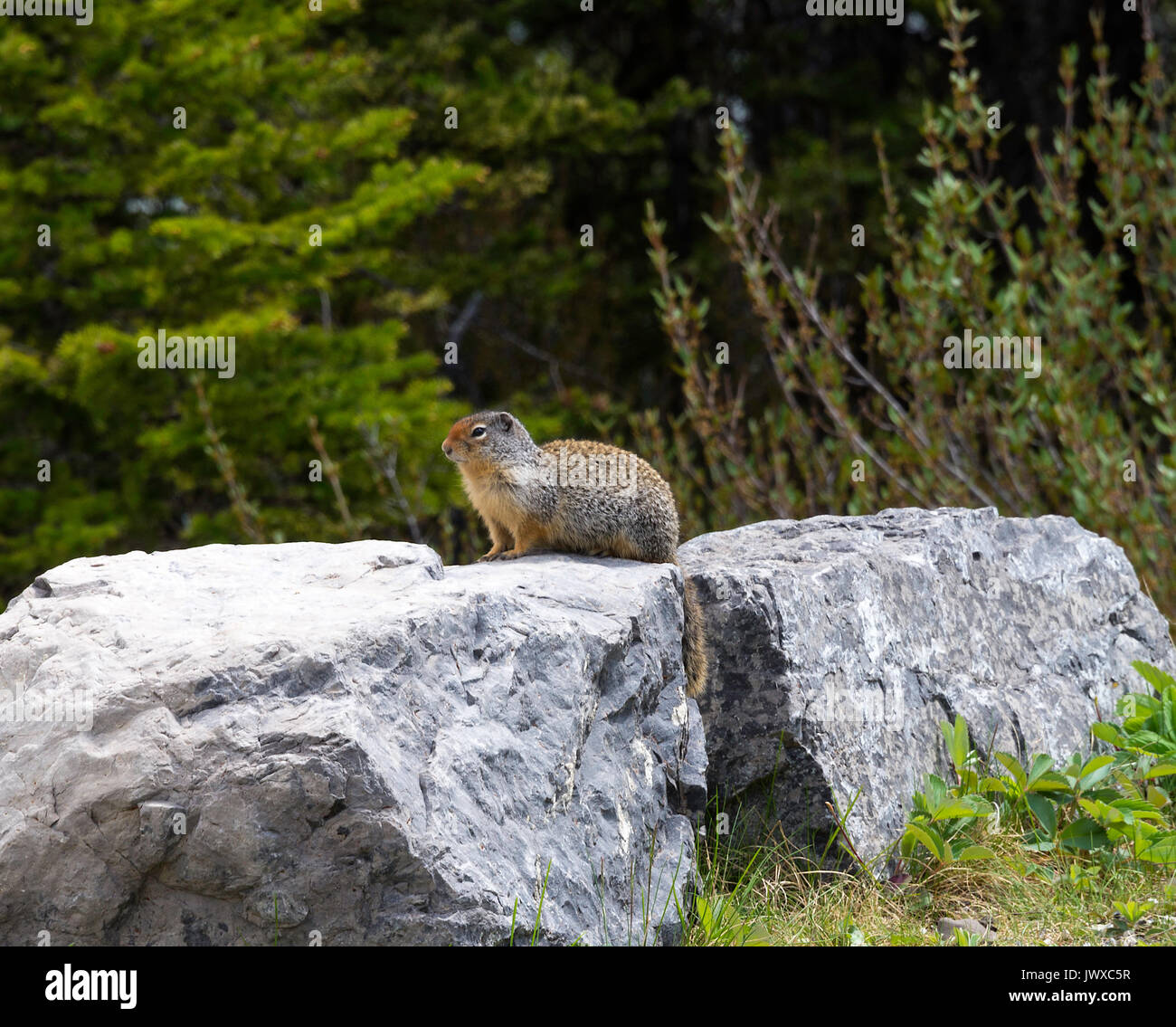 L'écureuil terrestre assis sur un rocher en haut Kananiskis Lake Alberta Canada Banque D'Images