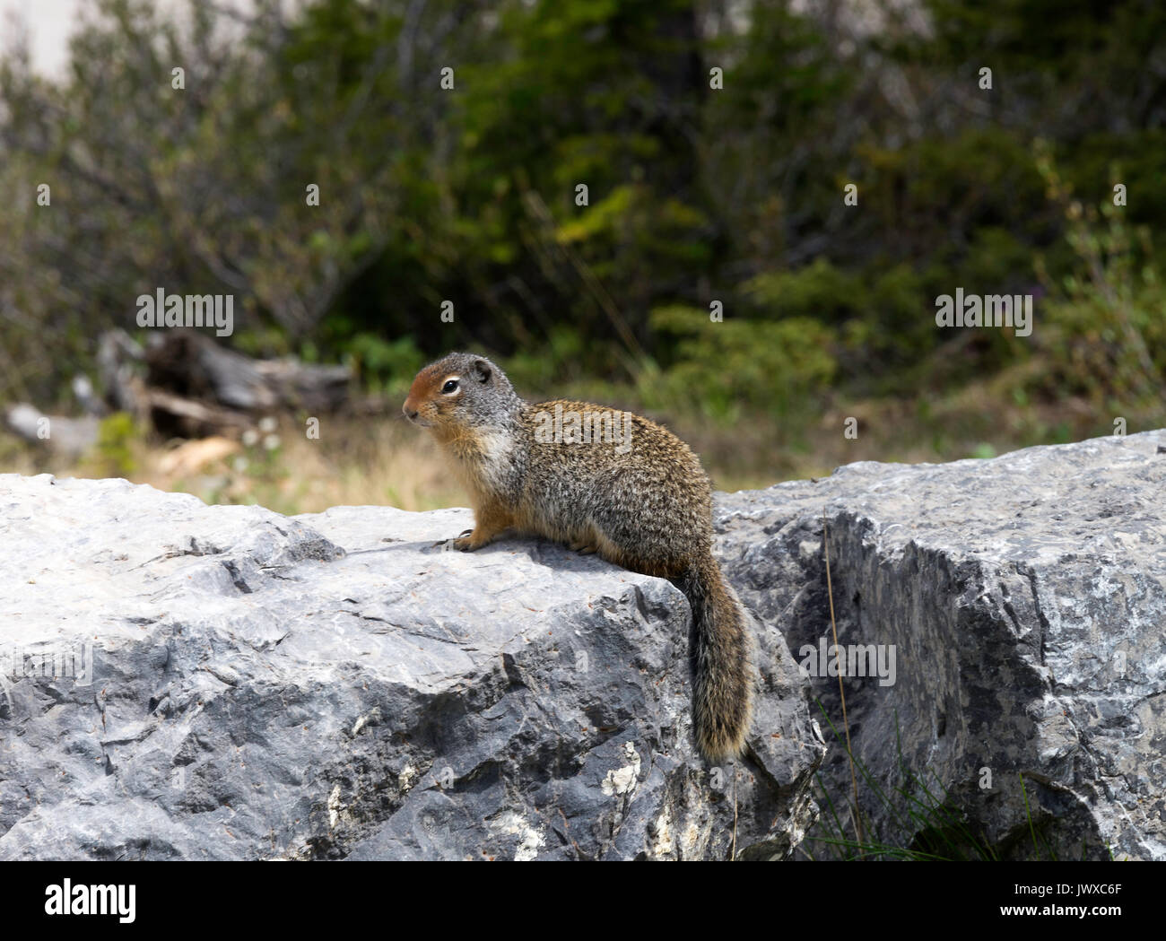 L'écureuil terrestre assis sur un rocher en haut Kananiskis Lake Alberta Canada Banque D'Images