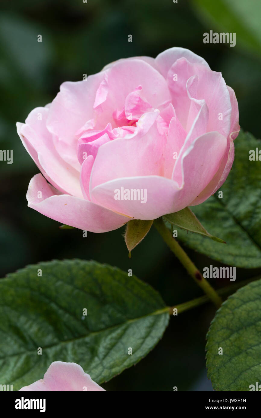 Fleur rose de la semi nain double rose, Rosa polyantha 'Nathalie' Nypels Banque D'Images