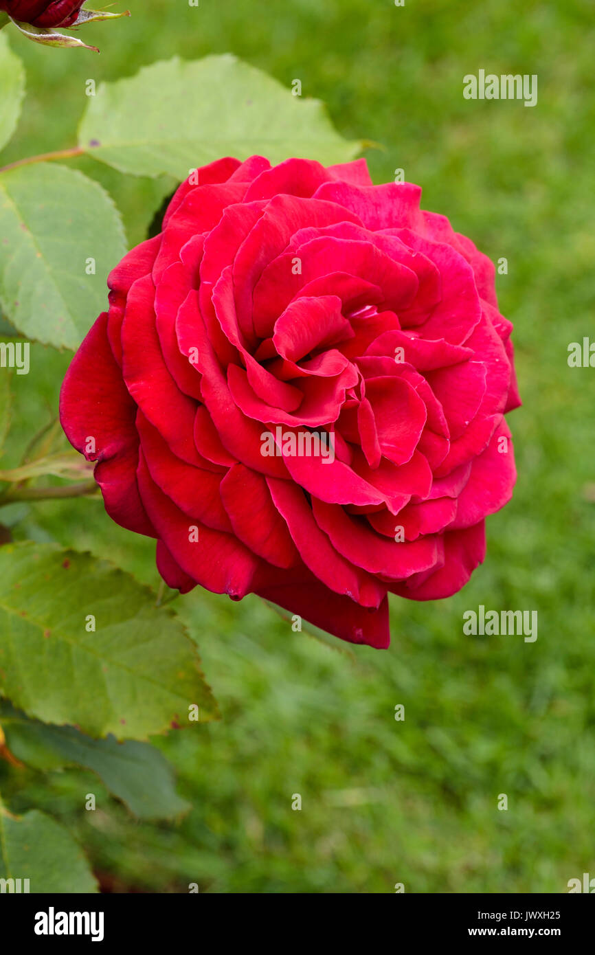 Fleur double de la riche hybrides de thé rouge, rose Rosa 'Royal William' Banque D'Images