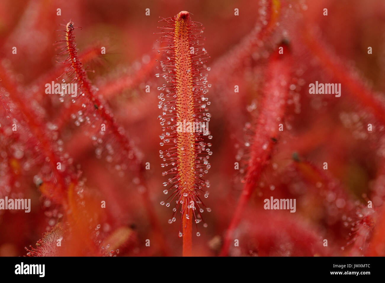 Macro photographie d'un Drosera binata plantes carnivores Banque D'Images