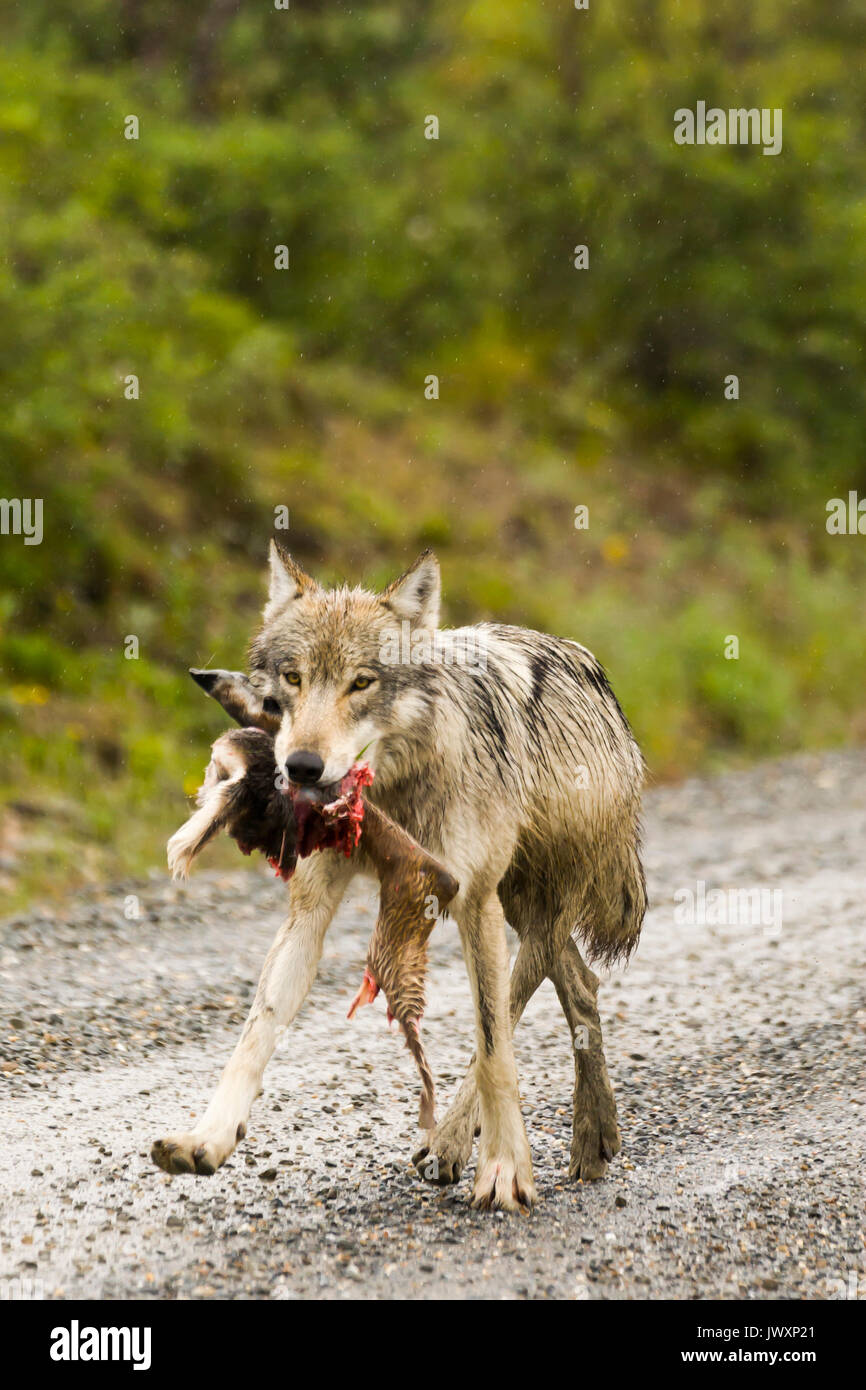 Le loup (Canis lupus) de la subvention Creek pack avec de la nourriture dans sa bouche, Denali National Park Banque D'Images