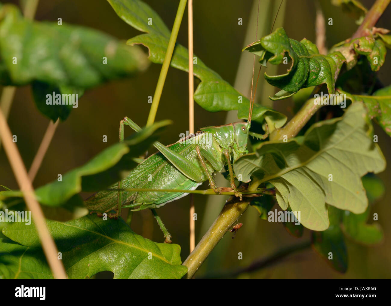 Grand Green Bush-Cricket - Tettigonia viridissima à Oak Bush Banque D'Images