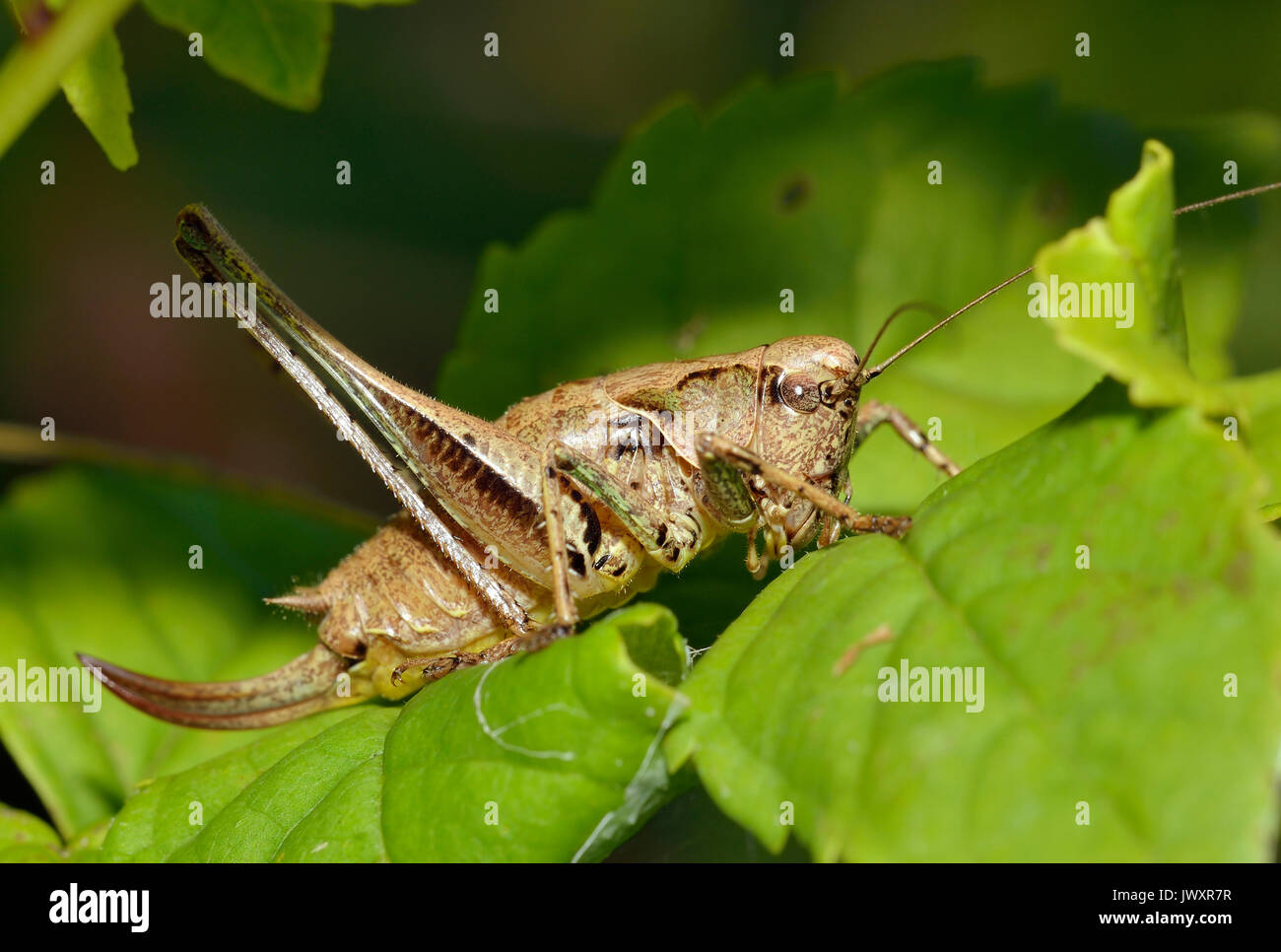 The Bush-cricket - Pholidoptera griseoaptera femelle sur Leaf Banque D'Images
