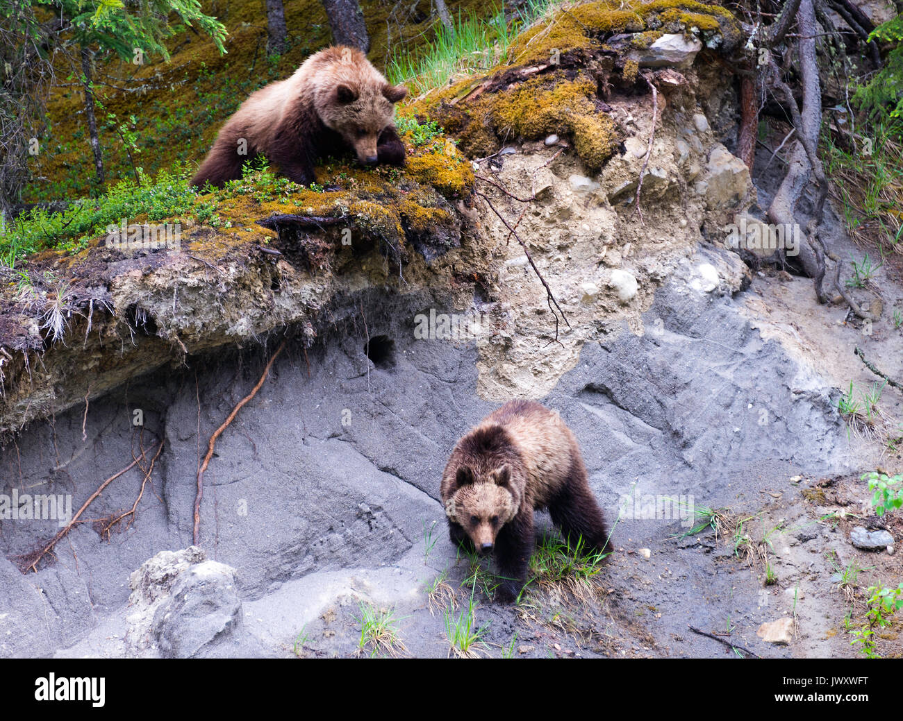 Une famille d'ours bruns dans un défrichement des terres forestières du Parc National de Jasper Alberta Canada Banque D'Images