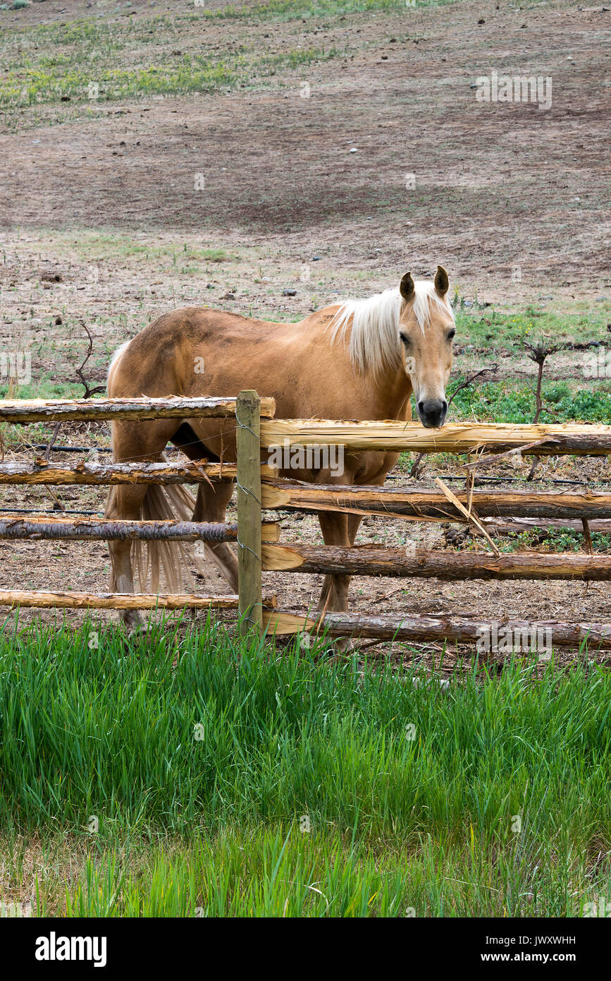 Un beau cheval dans un champ près de Lillooet, en Colombie-Britannique, Canada Banque D'Images