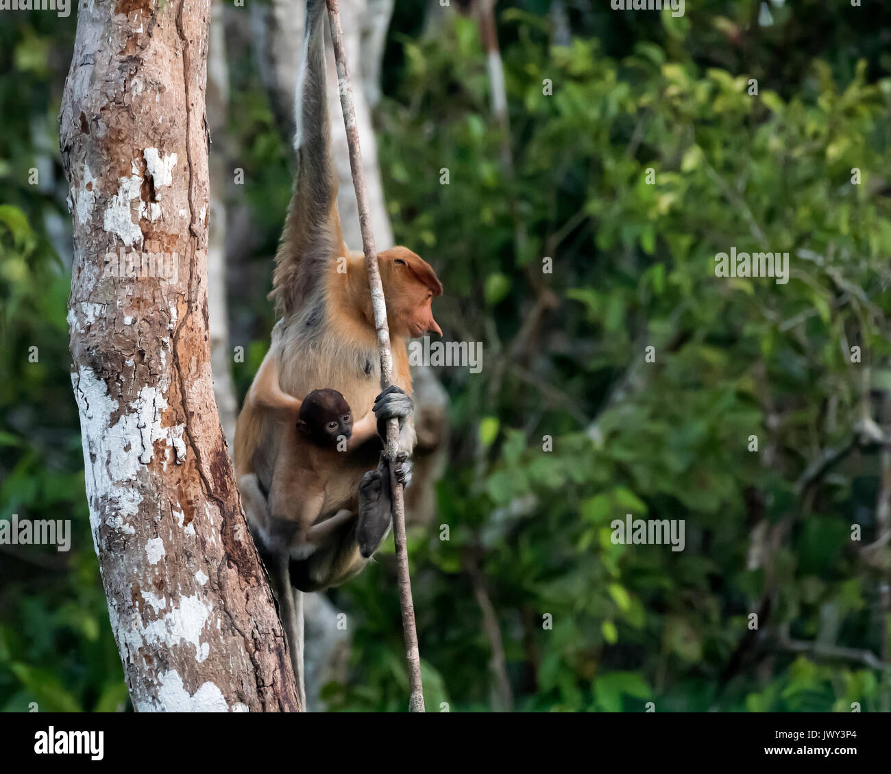 La mère et le bébé, Proboscis Tanjung Puting NP, Indonésie Banque D'Images