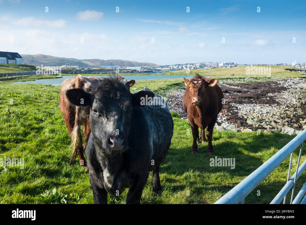 Le bétail près de îles Shetland lerwick, Ecosse Banque D'Images