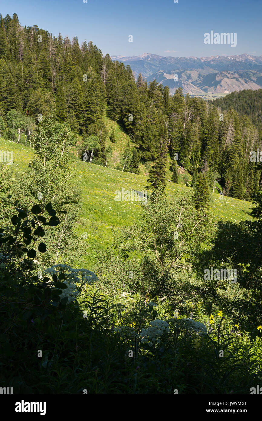 Une grande prairie en ordre décroissant d'une montagne le long de la Black Canyon Trail dans les montagnes de la rivière Snake à Jackson Hole et les Gros-Ventres Montagnes dans Banque D'Images