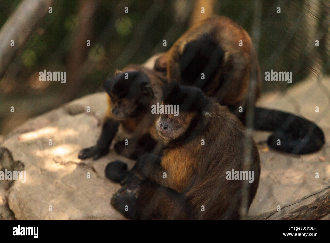 Singe capucin touffetée du genre Cebus apella apella est assis sur une branche d'arbre et mange. Banque D'Images