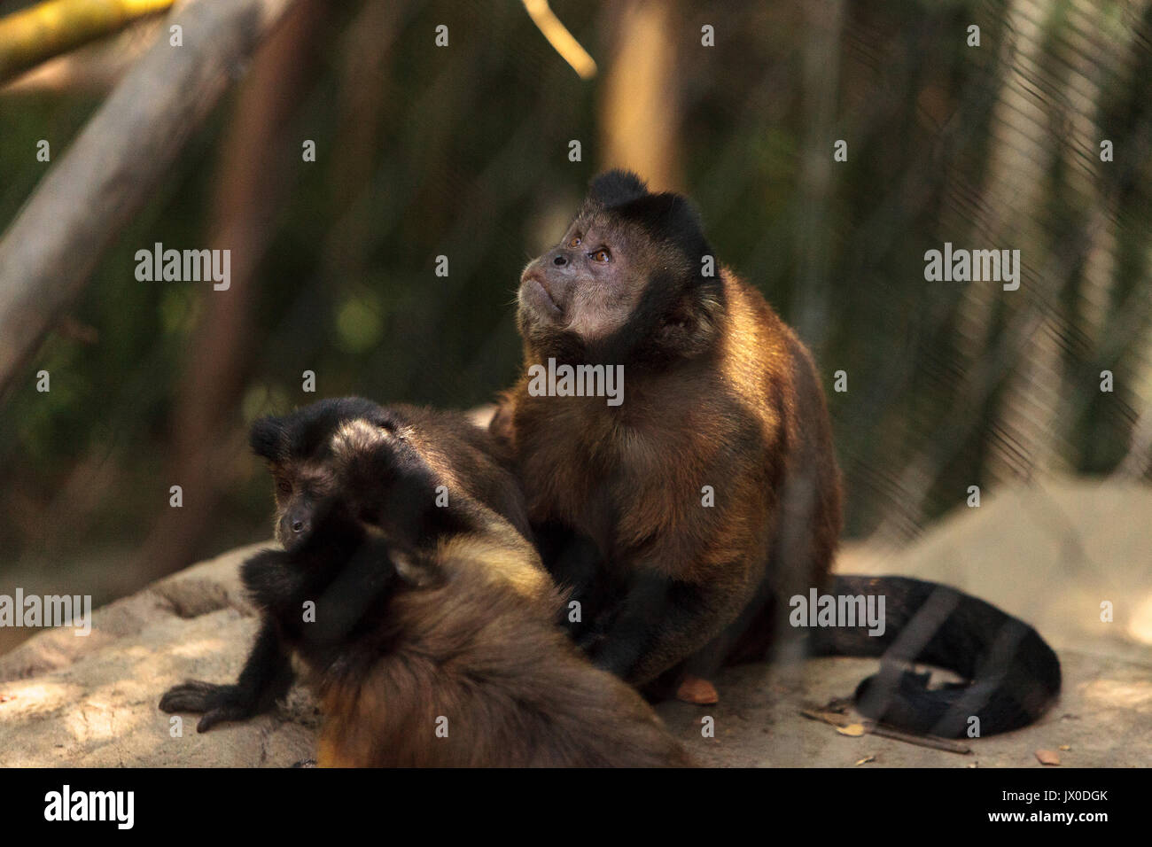 Singe capucin touffetée du genre Cebus apella apella est assis sur une branche d'arbre et mange. Banque D'Images