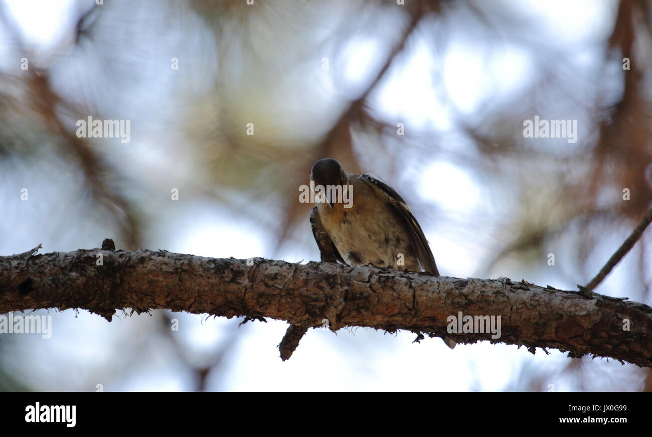 Common chaffinch Banque D'Images