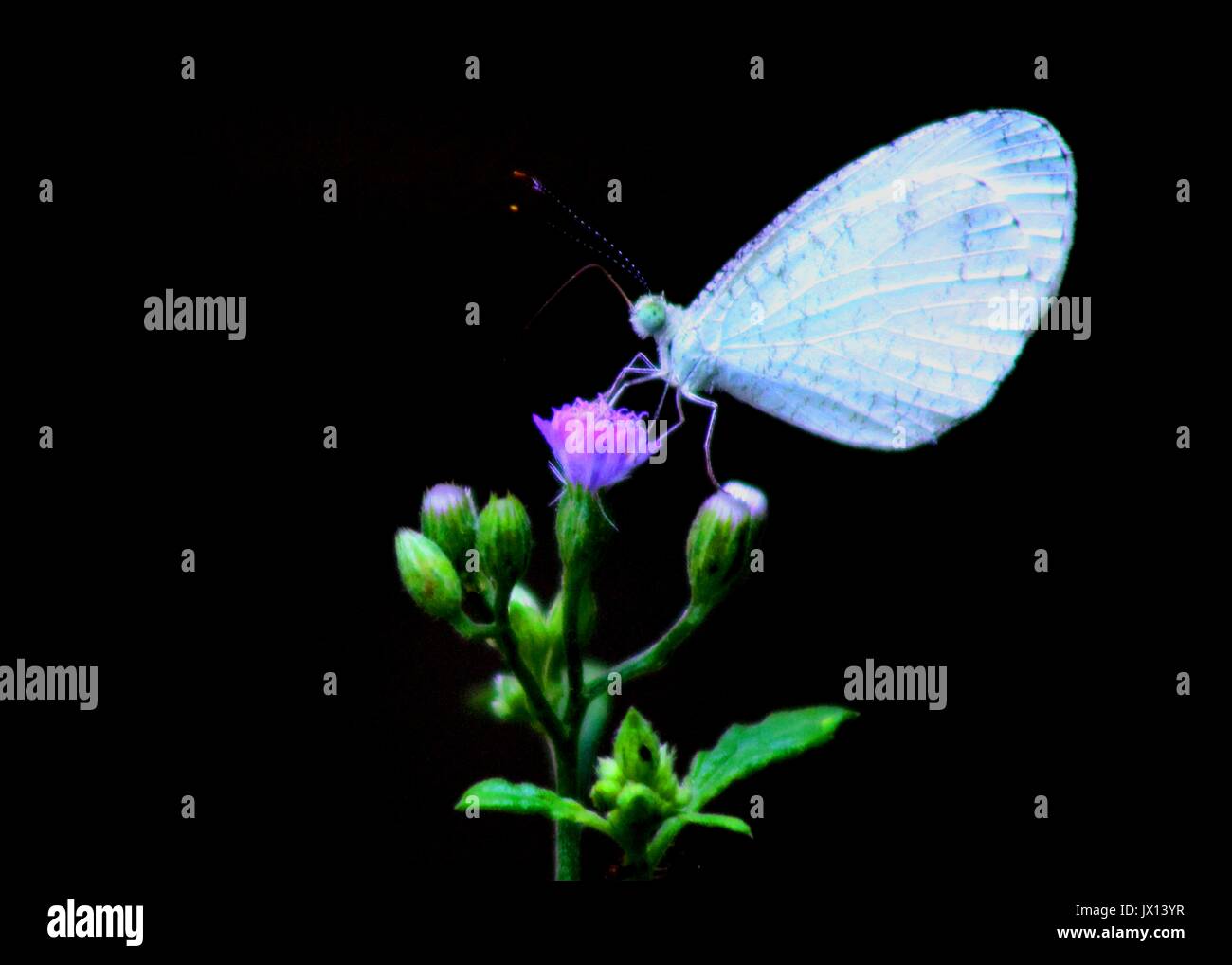 Macro Vue Rapprochée Dun Petit Papillon De Couleur