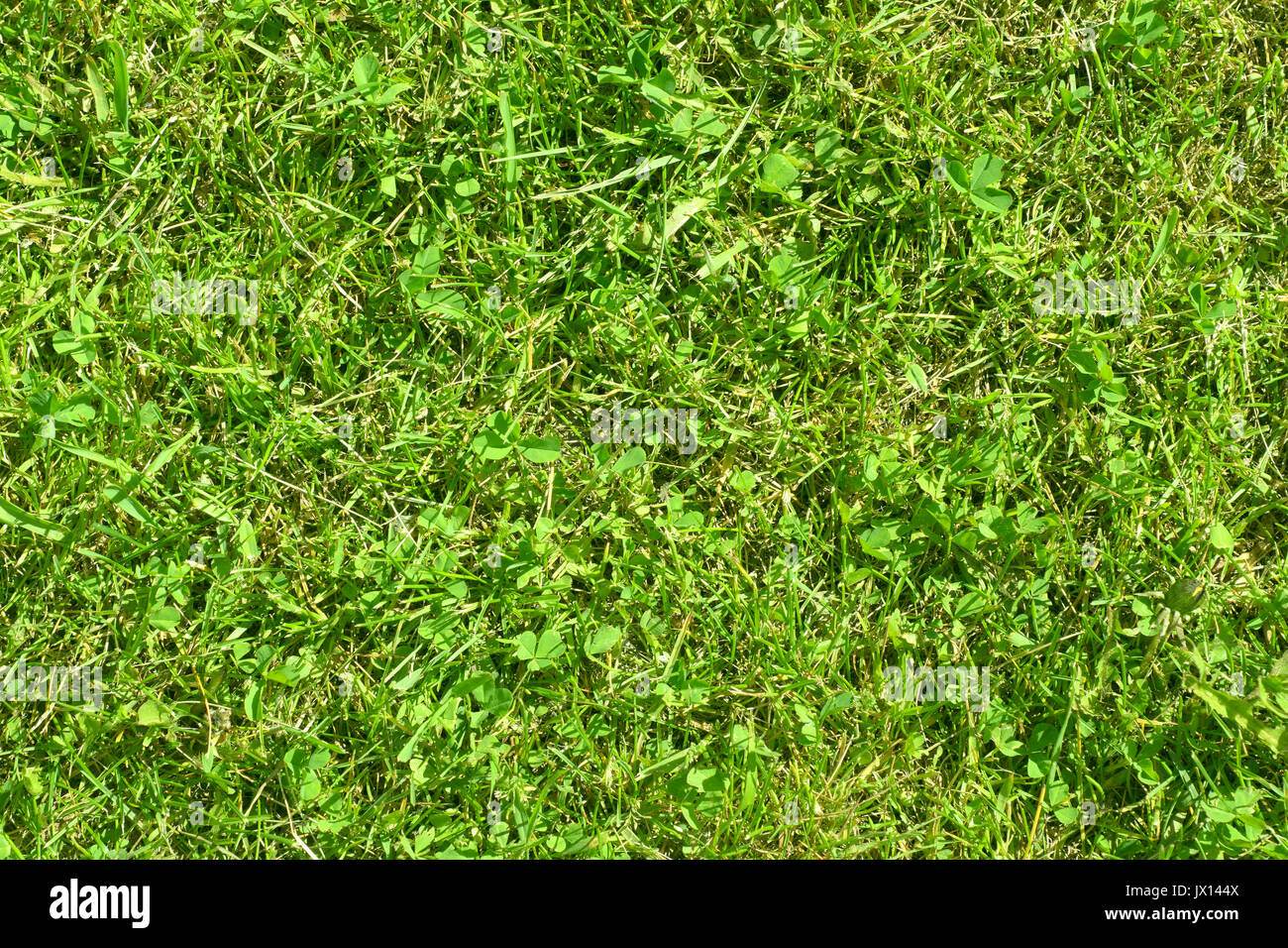 Pelouse à l'herbe verte Journée ensoleillée comme arrière-plan naturel Banque D'Images