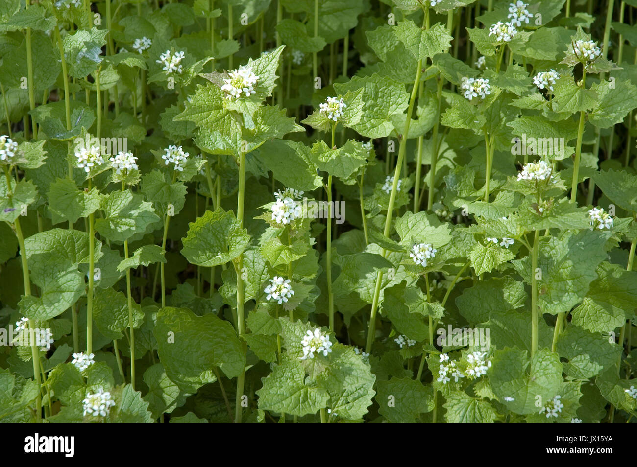 L'ail de couverture avec des fleurs blanches Banque D'Images