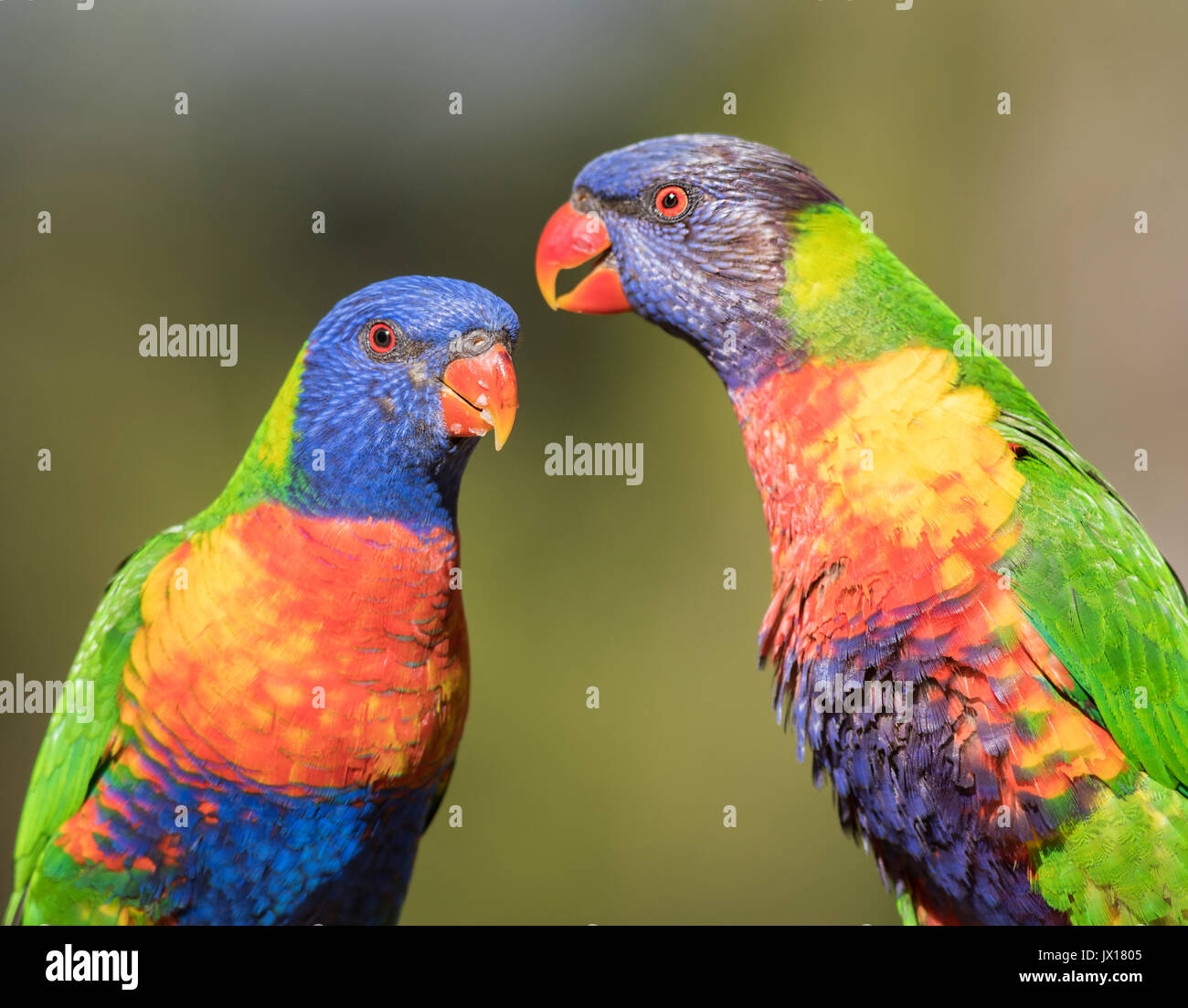 Rainbow loriquets verts peuvent être trouvés à travers l'Australie, ces oiseaux sont très vivement colorées apprivoiser et peut être trouvé sur divers Australian les étiquettes des produits. Banque D'Images