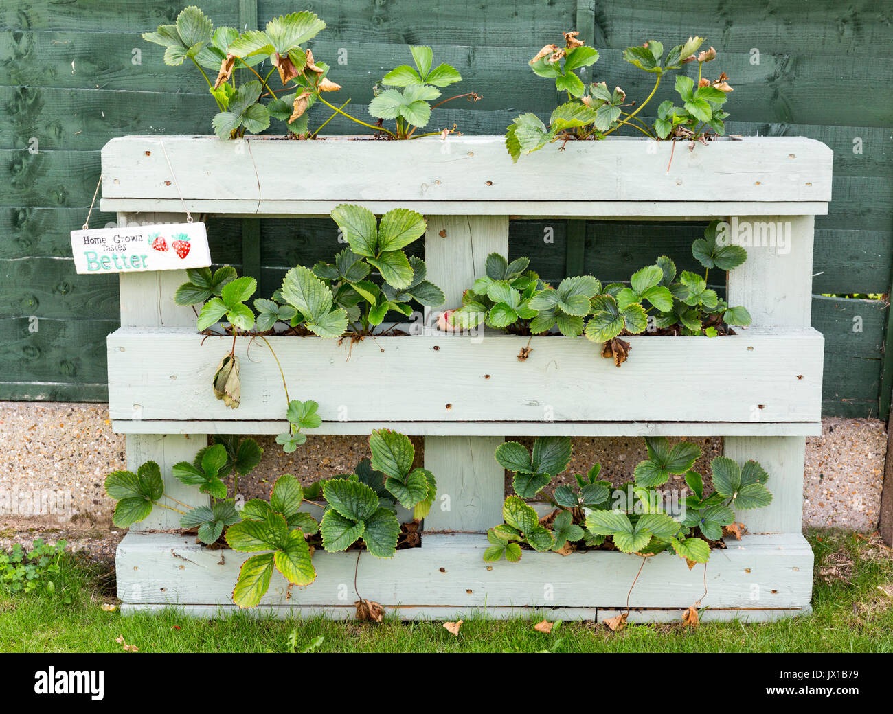 Les plants de fraisier en croissance à un planteur en bois d'une ancienne palette en bois Banque D'Images