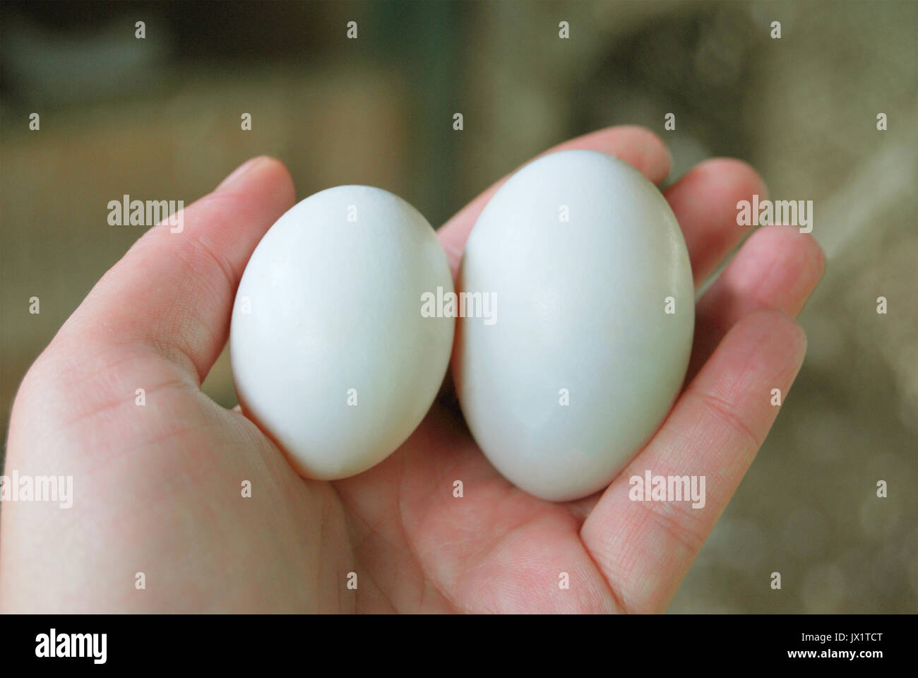 Deux gros oeufs de pigeon dans la paume de votre main Banque D'Images