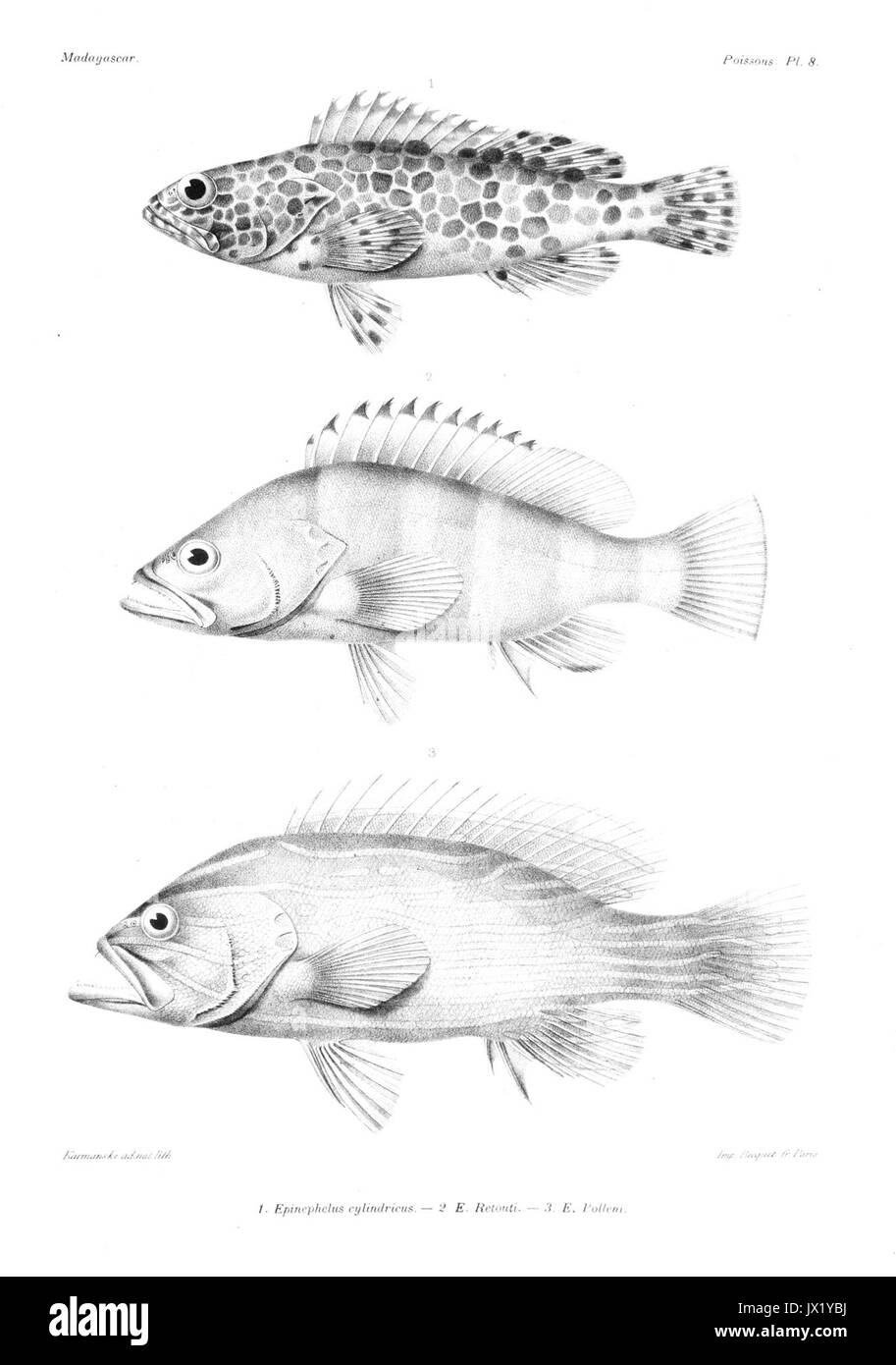 0023 GrandidierMadagascarFishes Banque D'Images