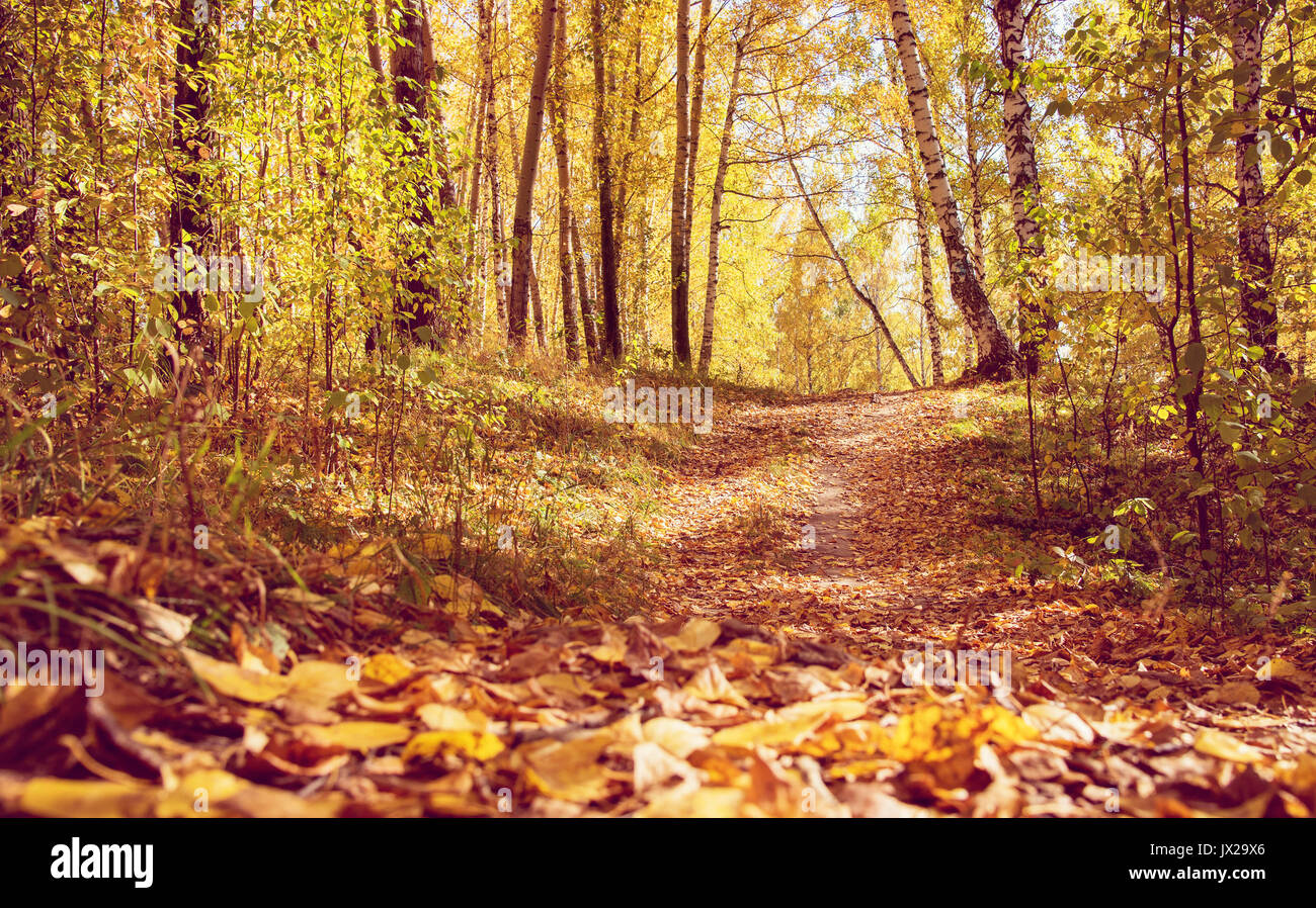Sentier qui traverse la forêt en automne d'Or Parc Comme Paysage d'automne Banque D'Images