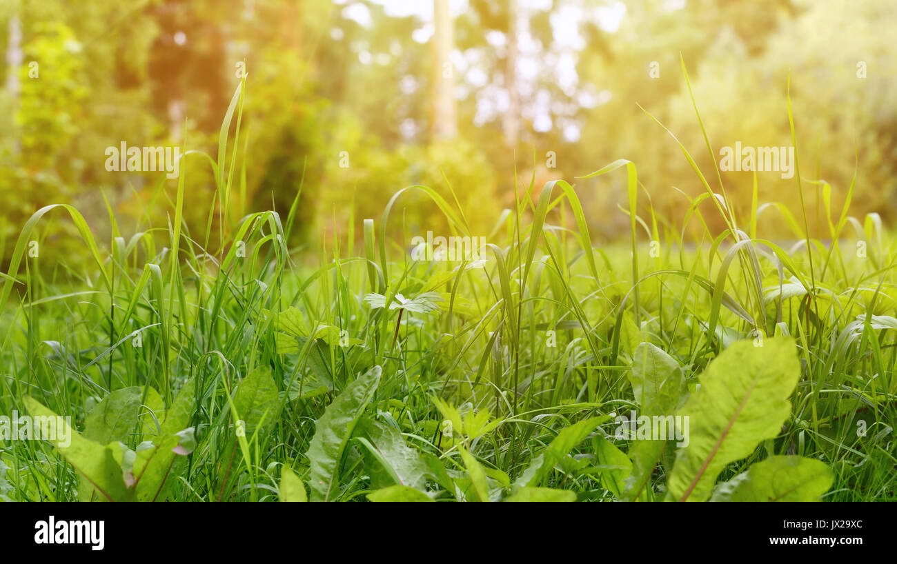 L'herbe verte comme frontière au fond naturel de jour d'été ensoleillé, Soft Focus Banque D'Images
