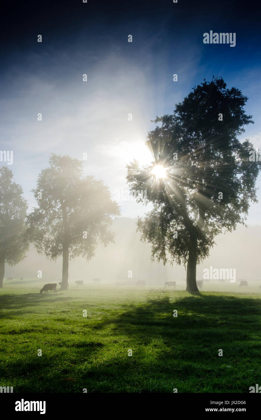 Le bétail amonst les arbres dans un matin brumeux de l'été. Prises tôt le matin car la lumière était en train d'évoluer rapidement et en révélant les arbres à Milborne Po Banque D'Images