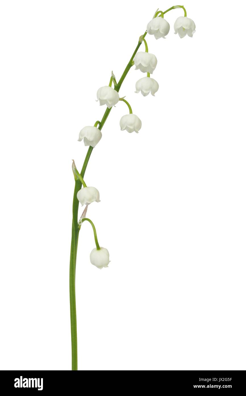 Le muguet - fleurs isolé sur fond blanc Banque D'Images