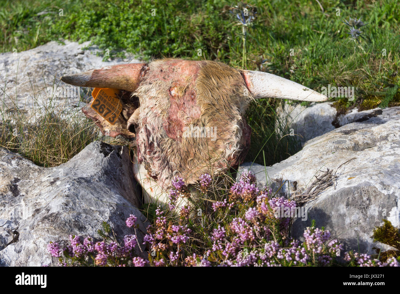 Un crâne de vache asturienne placé entre deux rochers sur un lit de bruyère, crâne de vache avec encore des cheveux et de la peau, l'oreille des vaches encore sur l'oreille. Banque D'Images