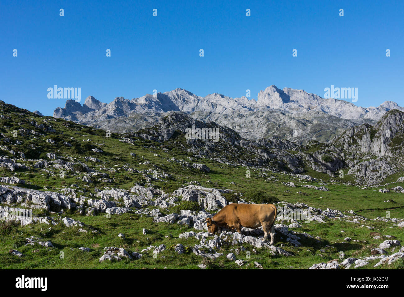 La montagne asturienne vache, Asturiana de la Montaña, Casina, dans un pâturage dans les Picos de Europa avec le Massif de l'ouest et Peña Santa en arrière-plan. Banque D'Images